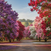 50 MIXED CREPE MYRTLE Lagerstroemia Indica Tree Shrub Crape  6 Color Mix - Red, Purple, Light Pink, Dark Pink, White, & Lilac Flower Seeds