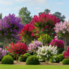 50 MIXED CREPE MYRTLE Lagerstroemia Indica Tree Shrub Crape  6 Color Mix - Red, Purple, Light Pink, Dark Pink, White, & Lilac Flower Seeds