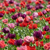 1000 PEPPERBOX POPPY MIX Papaver Somniferum Mixed Colors Red Violet Flower Seeds