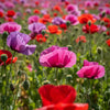 1000 PEPPERBOX POPPY MIX Papaver Somniferum Mixed Colors Red Violet Flower Seeds