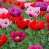 1000 PEPPERBOX POPPY MIX Papaver Somniferum Mixed Colors Red Violet Flower Seeds