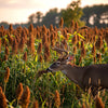 Wild Game Food Plot Sorghum Seeds