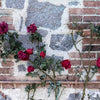 5 BURGUNDY CLIMBING ROSE Red Rosa Bush Vine Climber Fragrant Flower Seeds