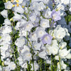 200 White CANTERBURY BELLS - CAMPANULA Medium Flower Seeds