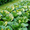 Florida Broadleaf Mustard Seeds – Brassica Juncea Herb Vegetable – photo 4