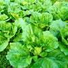 Florida Broadleaf Mustard Seeds – Brassica Juncea Herb Vegetable