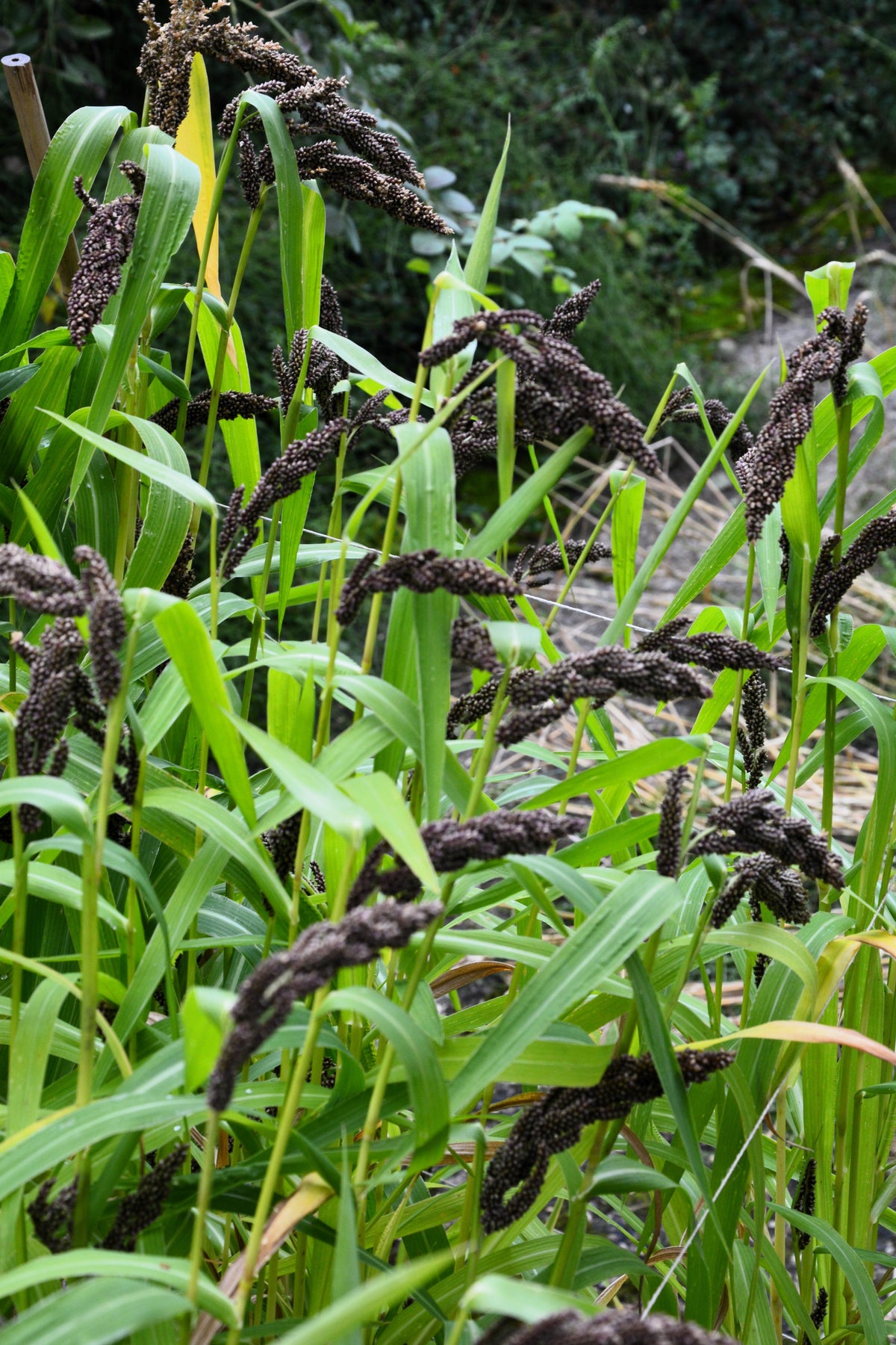 Japanese Millet Seeds – Billion Dollar Grass Grain Echinochloa Frumentacea – photo 3