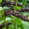 Japanese Millet Seeds – Billion Dollar Grass Grain Echinochloa Frumentacea – photo 4