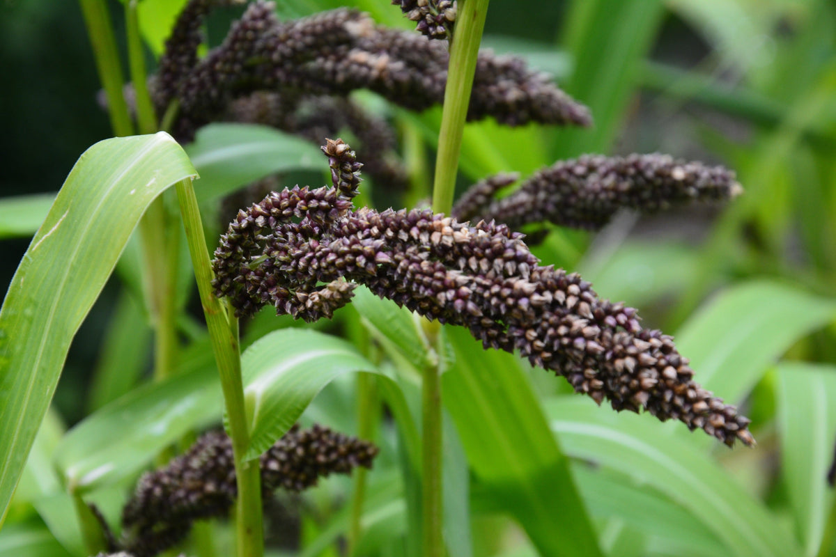 Japanese Millet Seeds – Billion Dollar Grass Grain Echinochloa Frumentacea – photo 4