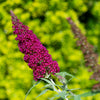 Mixed Colors Butterfly Bush Buddleja Davidii Flower Shrub Seeds – photo 17