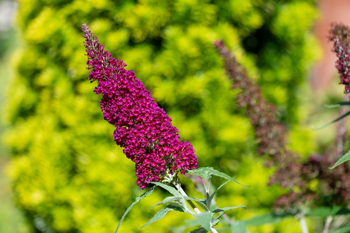 Mixed Colors Butterfly Bush Buddleja Davidii Flower Shrub Seeds – photo 17