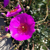 50 RED ROCK PURSLANE ' Ruby Tuesday ' Calandrinia Umbellata Magenta Flower Herb Seeds