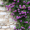 5 PURPLE CLIMBING ROSE Rosa Bush Vine Climber Fragrant Butterfly Flower Seeds