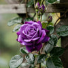 5 PURPLE CLIMBING ROSE Rosa Bush Vine Climber Fragrant Butterfly Flower Seeds