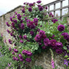 5 PURPLE CLIMBING ROSE Rosa Bush Vine Climber Fragrant Butterfly Flower Seeds