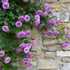 5 PURPLE CLIMBING ROSE Rosa Bush Vine Climber Fragrant Butterfly Flower Seeds