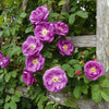 5 PURPLE CLIMBING ROSE Rosa Bush Vine Climber Fragrant Butterfly Flower Seeds