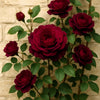 5 BURGUNDY CLIMBING ROSE Red Rosa Bush Vine Climber Fragrant Flower Seeds