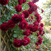 5 BURGUNDY CLIMBING ROSE Red Rosa Bush Vine Climber Fragrant Flower Seeds