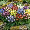 Dwarf Columbine Mix Seeds – Aquilegia Vulgaris Mixed Colors Flower