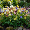 Dwarf Columbine Mix Seeds – Aquilegia Vulgaris Mixed Colors Flower – photo 2