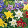 Dwarf Columbine Mix Seeds – Aquilegia Vulgaris Mixed Colors Flower – photo 6