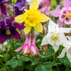 Dwarf Columbine Mix Seeds – Aquilegia Vulgaris Mixed Colors Flower – photo 3