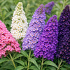 Mixed Butterfly Bush Seeds (Buddleja davidii)