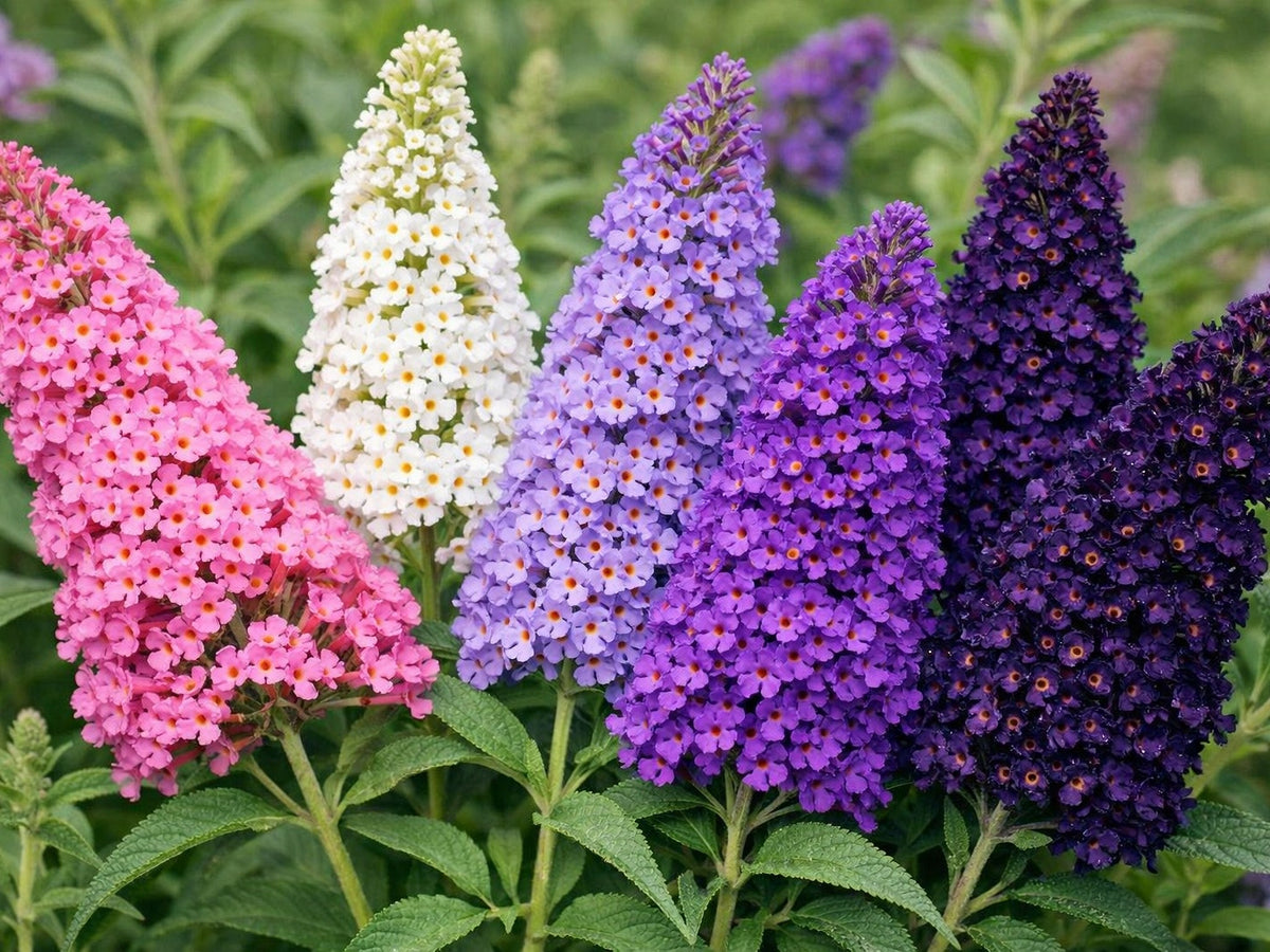 Mixed Butterfly Bush Seeds (Buddleja davidii)