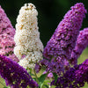 Mixed Colors Butterfly Bush Buddleja Davidii Flower Shrub Seeds – photo 3