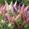 Mixed Colors Butterfly Bush Buddleja Davidii Flower Shrub Seeds – photo 4