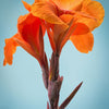 5 ORANGE CANNA LILY Indian Shot Arrowroot Canna Indica Flower Seeds