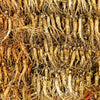 15 Asian KOREAN GINSENG Panax Shade Chinese Herb Seeds