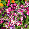 Star Mix Petunia Seeds – Mixed Colors Petunia Violacea Flower Seeds Red Blue Purple – photo 8