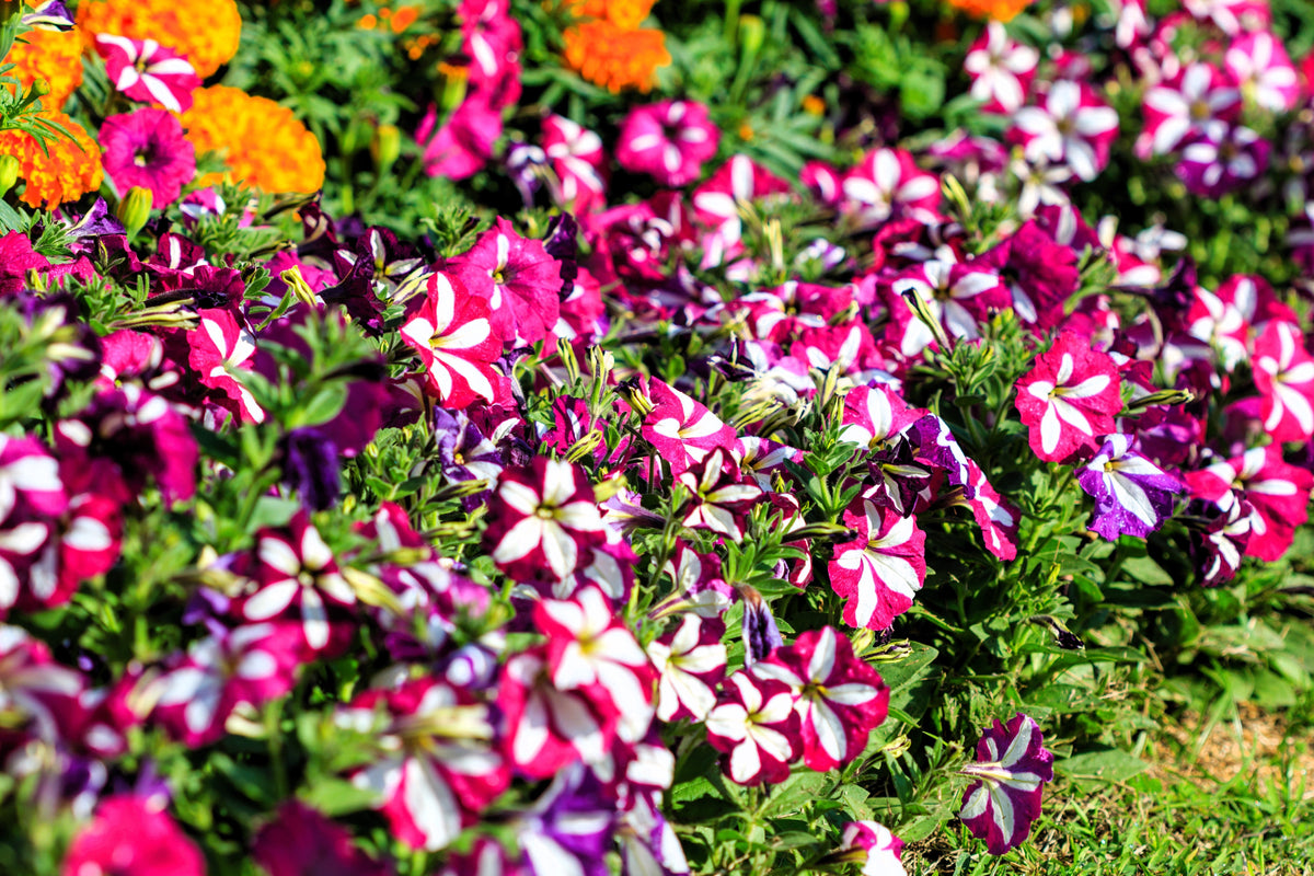 Star Mix Petunia Seeds – Mixed Colors Petunia Violacea Flower Seeds Red Blue Purple – photo 8