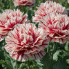 100 Flemish Antique PEONY POPPY MIXED Colors  Papaver Peoniflorum Flower Seeds