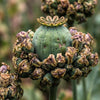 100 HENS and CHICKS Poppy Hens & Chickens Breadseed Lettuce Leaf Papaver Somniferum Flower Seeds