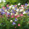 Mixed European Columbine Seeds – Aquilegia Flower