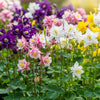 Mixed European Columbine Seeds – Aquilegia Flower – photo 2