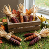 Indian Mini Ornamental Corn Seeds (Zea mays)
