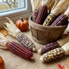 Indian Mini Mix Corn Seeds – Miniature 4" Ears Ornamental Zea Mays Vegetable – photo 2