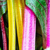 150 RAINBOW MIX SWISS CHARD Mixed Colors Beta Vulgaris Vegetable Seeds