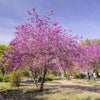 20 Eastern REDBUD TREE Cercis Canadensis Pink Flowering Native Tree Seeds