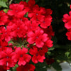 50 SCARLET VERBENA Red Nana Compacta Fragrant Flower Seeds