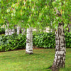 50 SILVER WEEPING BIRCH Tree White European Betula Pendula Alba Seeds