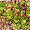 50 MOUNTAIN HOUSELEEK Hens & Chicks Sempervivum Montanum Green Red / Pink Flower Houseplant Seeds