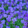 400 RAINBOW ROCKCRESS Rock Cress Large Flowered Aubrieta Cultorum Flower Seeds