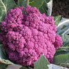25 PURPLE CAULIFLOWER Violet Queen Brassica Oleracea Botrytis Vegetable Seeds