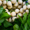 Hailstone White Globe Radish Seeds – Raphanus Sativus Vegetable – photo 7
