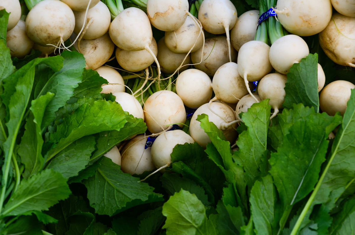Hailstone White Globe Radish Seeds – Raphanus Sativus Vegetable – photo 7